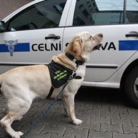 2014-3-18-103zasahující pes vycvičený na vyhledávání drog.JPG